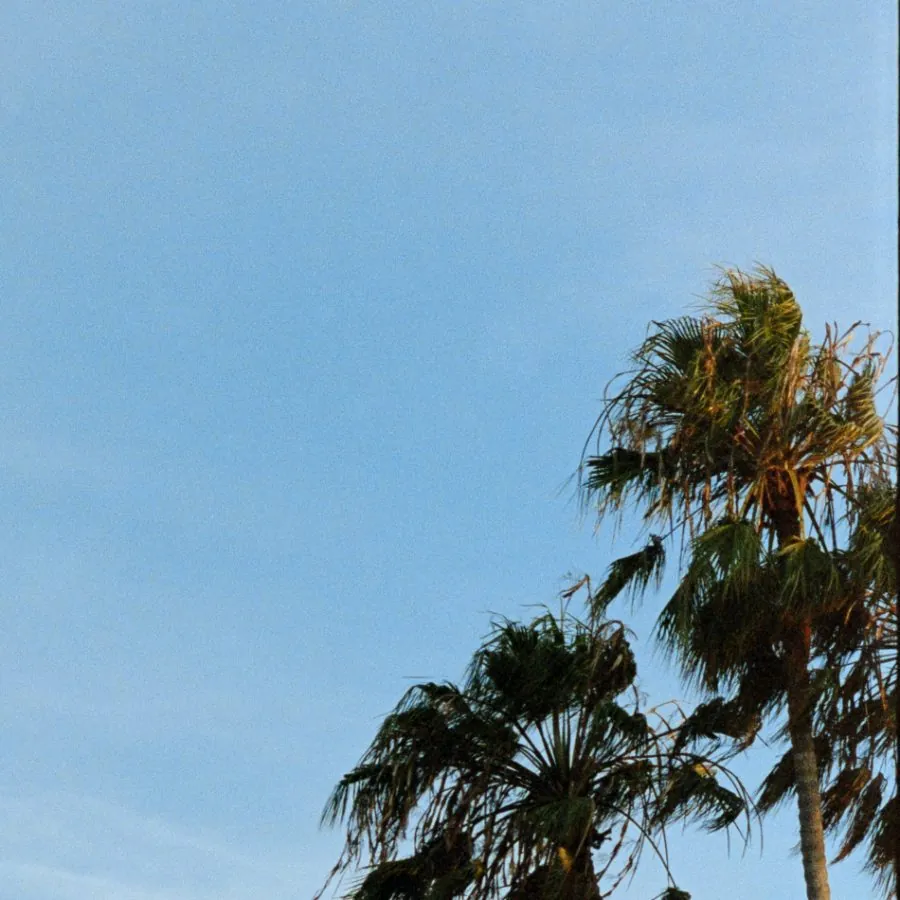 palm trees against an evening sky