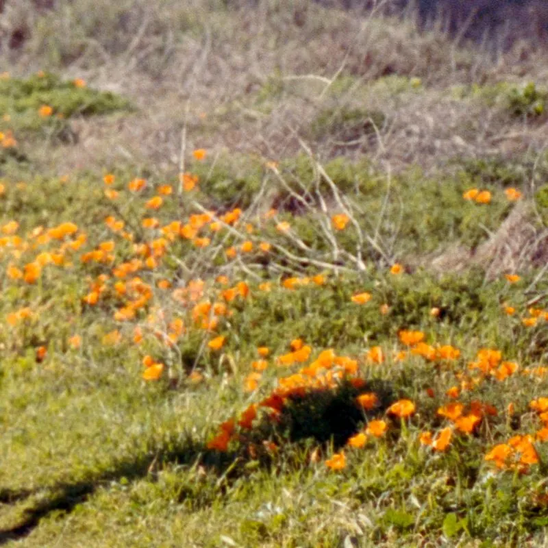 wild california poppies in a coastal meadow